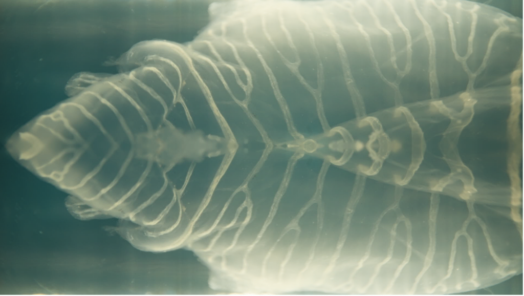 CREDIT Jose Miguel Jimenez Credit: Jose Miguel Jimenez