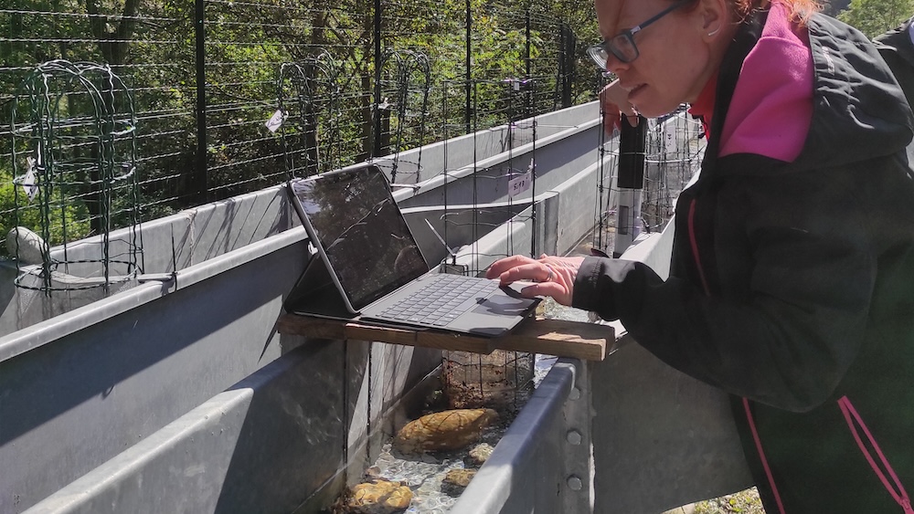 Mesocosm_1_ph Erze Dinarama Mesocosm_1_ph Erze Dinarama