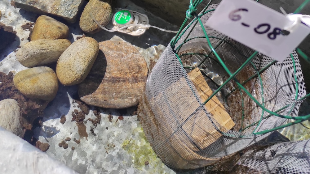 Mesocosm_2_ph Erze Dinarama Mesocosm_2_ph Erze Dinarama