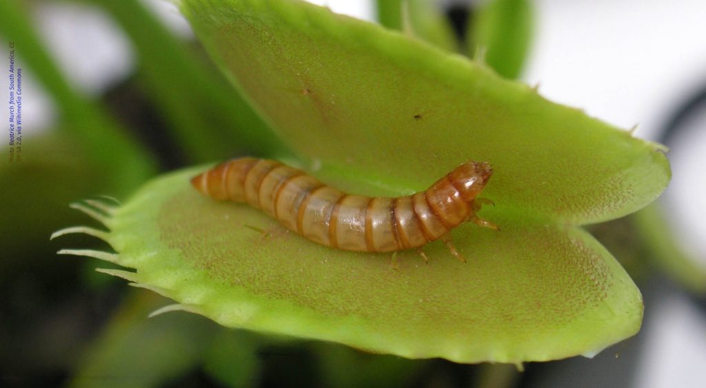 Quiet Storm: Music for Insects - Protiberia (ES) Insect farming + Samuel Van Ransbeeck (BE)