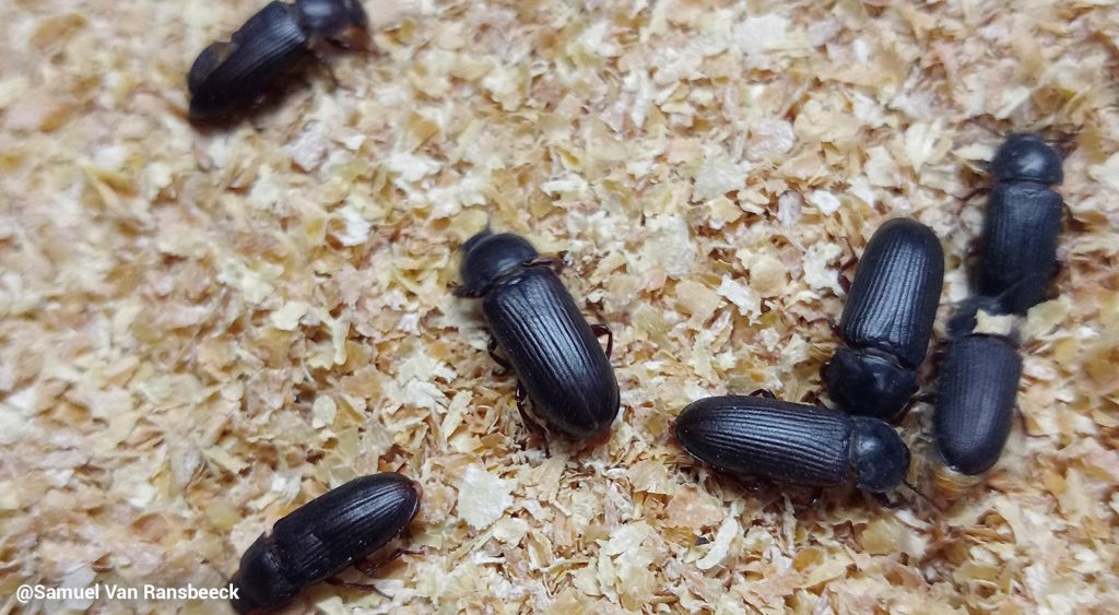 QUIET STORM by Samuel Van Ransbeeck